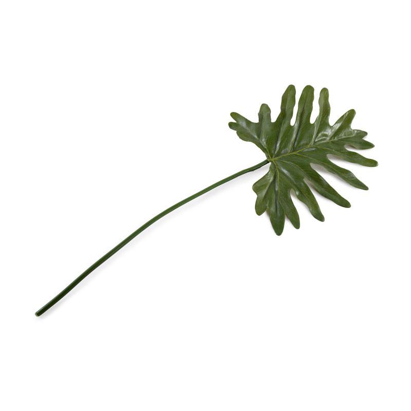 Philodendron Monstera, Small