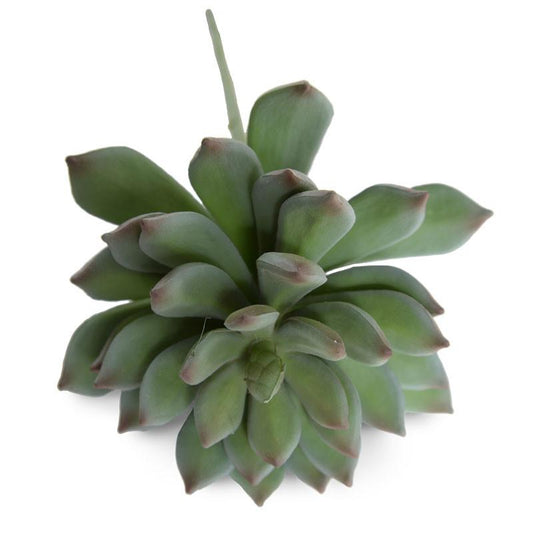Succulent, Pachyphytum 12"