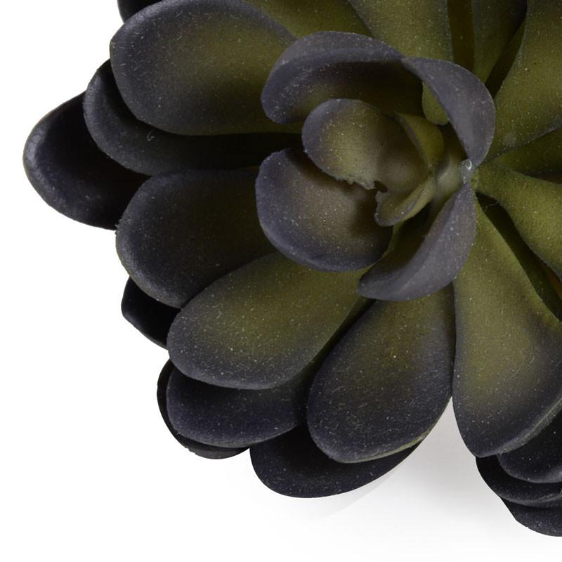 Succulent, Green-purple Jade 6"