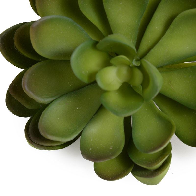 Succulent, Green Jade 6"