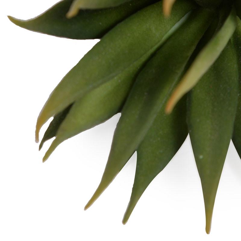 Succulent, Agave 7.5"