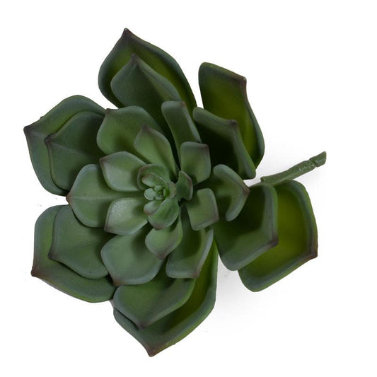 Succulent, Echeveria 7"