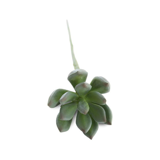 Succulent, Sm. Pachyphytum 16"