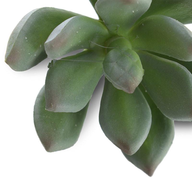 Succulent, Sm. Pachyphytum 16"