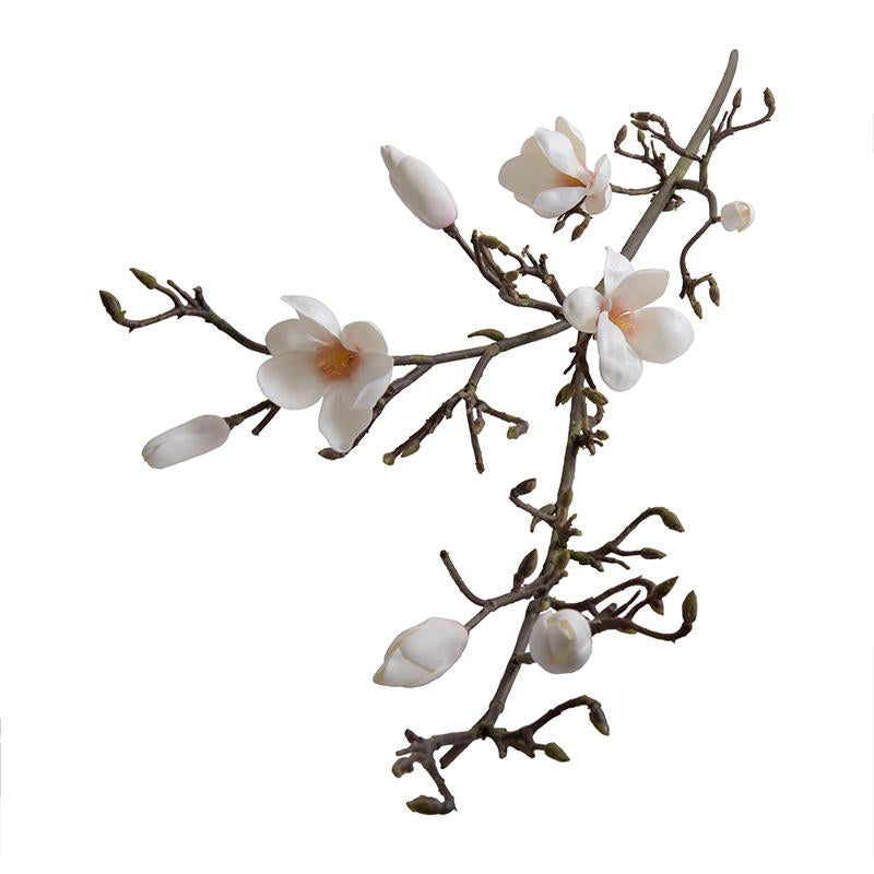 Magnolia tree branch
