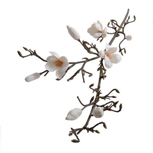Magnolia tree branch
