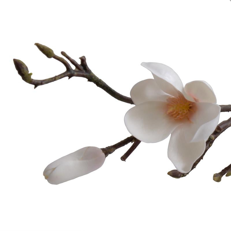 Magnolia tree branch