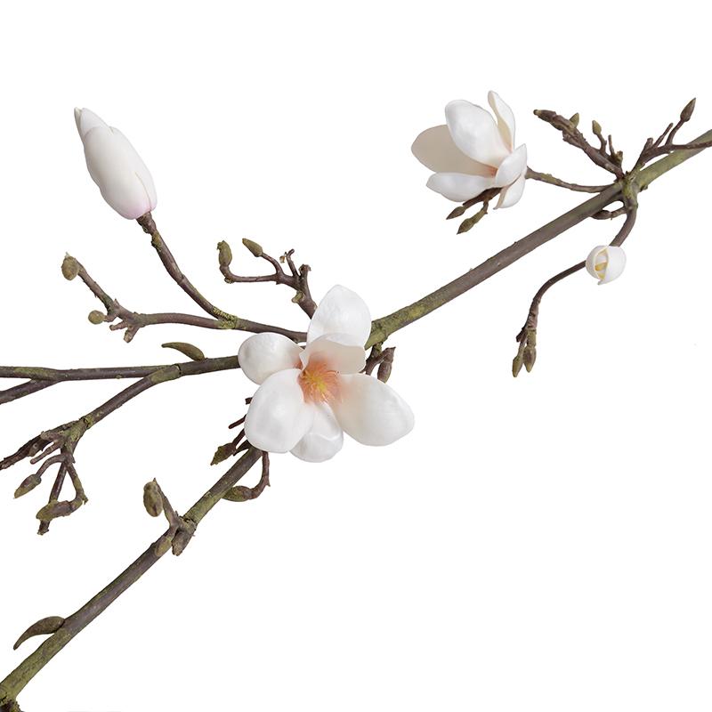 Magnolia tree branch