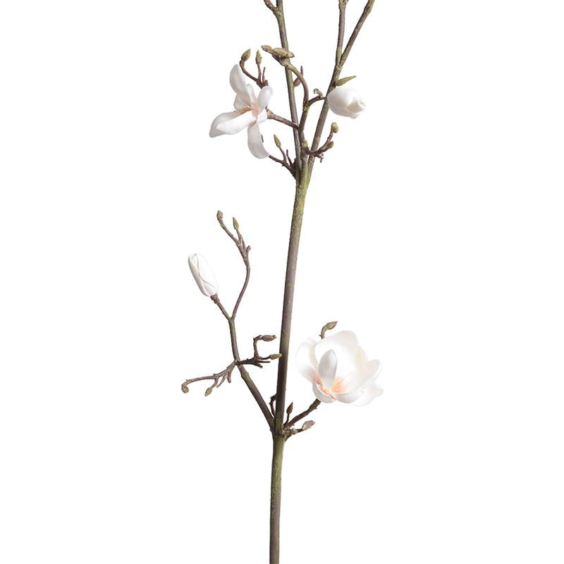 Magnolia tree branch