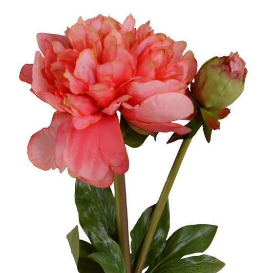 Peony Stem, Large with Bud