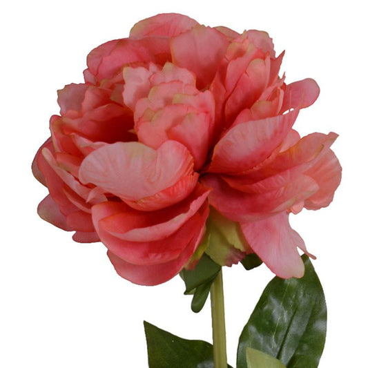 Peony Stem, Large Fully Open