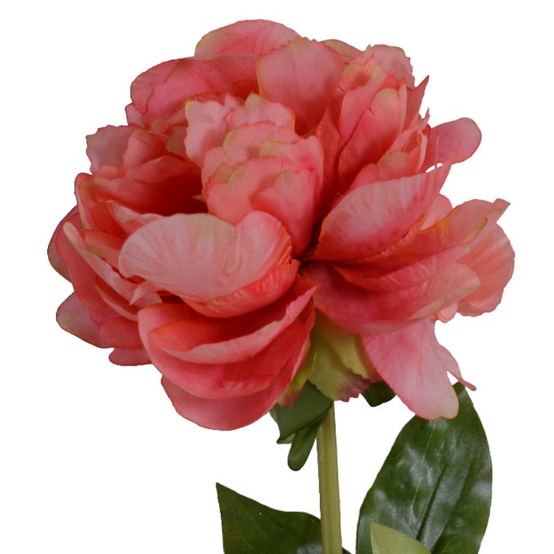 Peony Stem, Large Fully Open (Duplicate)