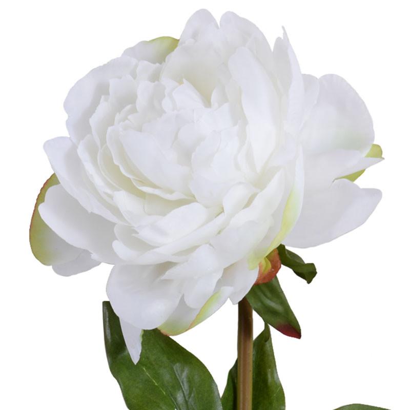 Peony Stem, Large Fully Open