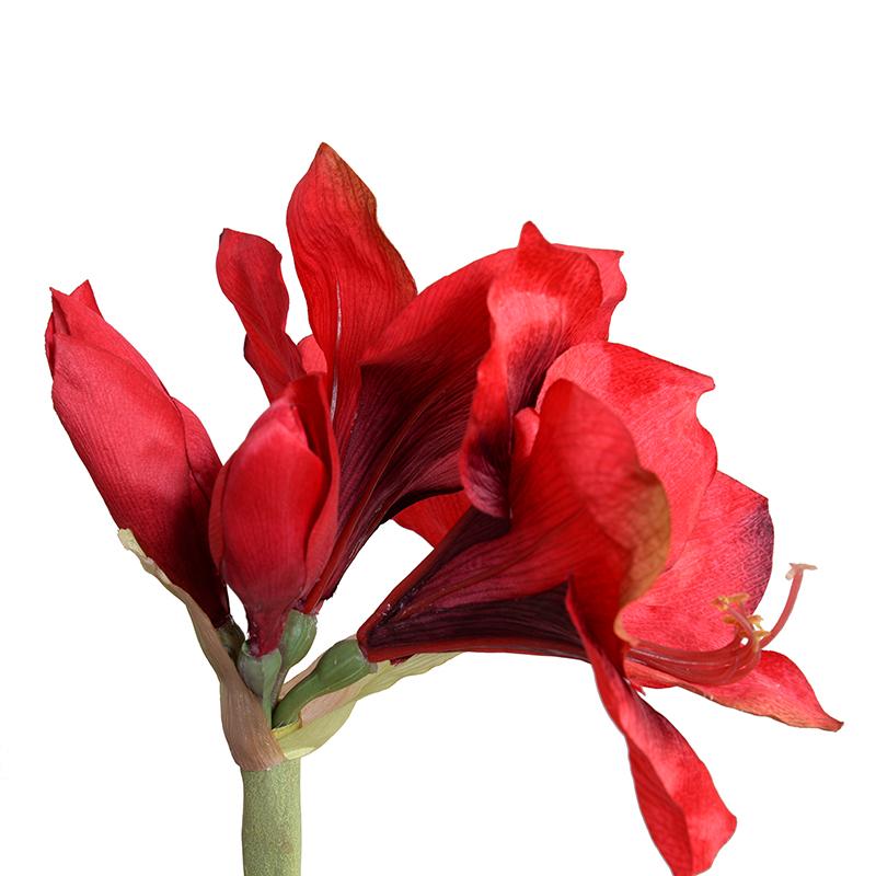 Amaryllis Stem