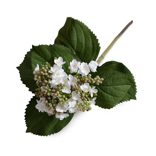 Hydrangea Flowering Bud Stem