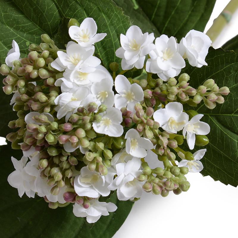 Hydrangea Flowering Bud Stem