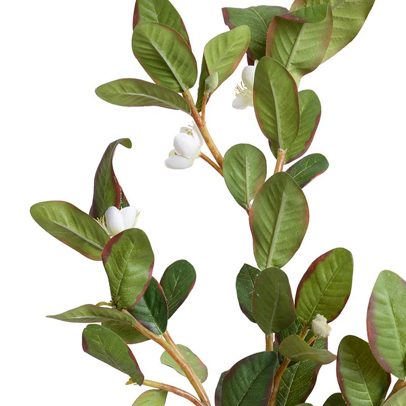 Pomegranate Branch, White Flowers