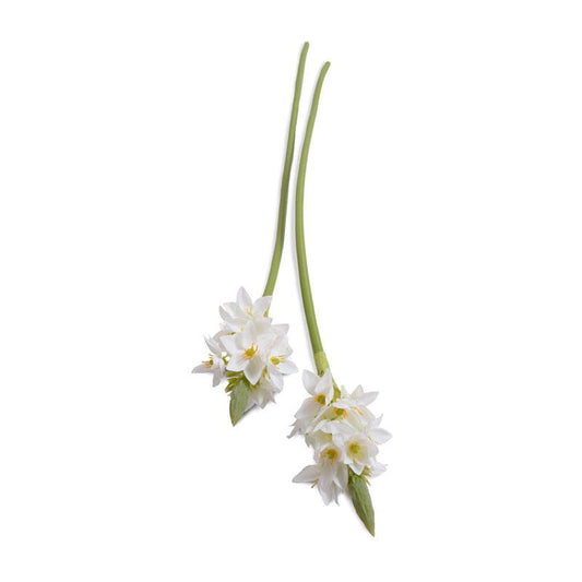 Ornithogalum "Star of Bethlehem"