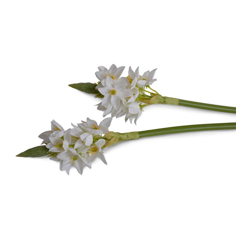 Ornithogalum "Star of Bethlehem"