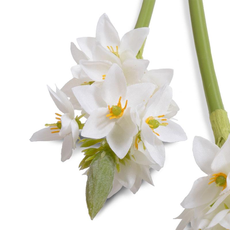 Ornithogalum "Star of Bethlehem"