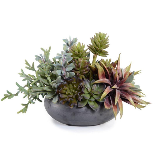 Succulents, Mixed