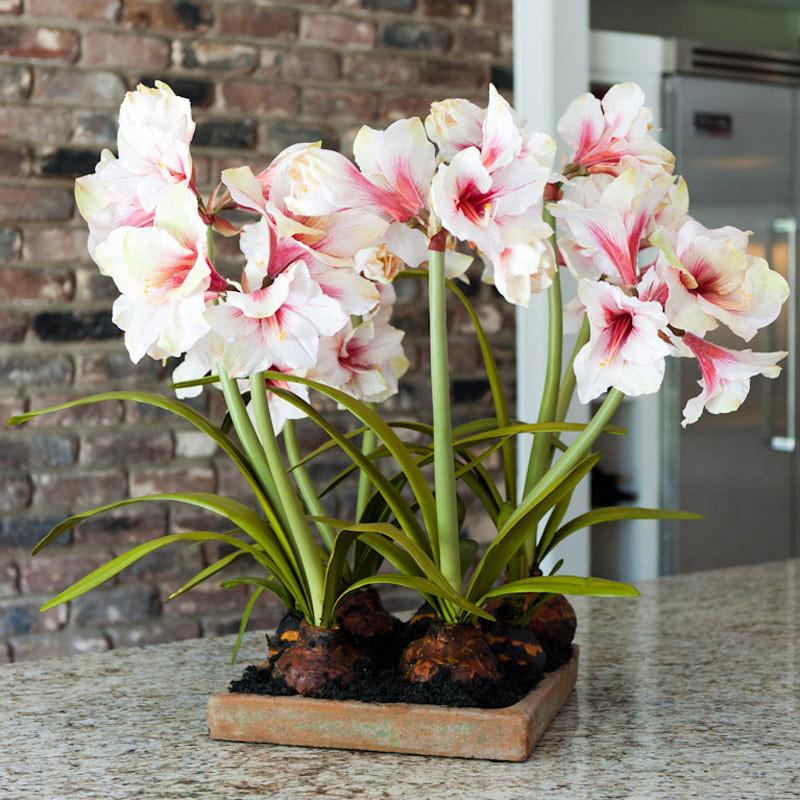 Amaryllis Arrangement - New Growth Designs