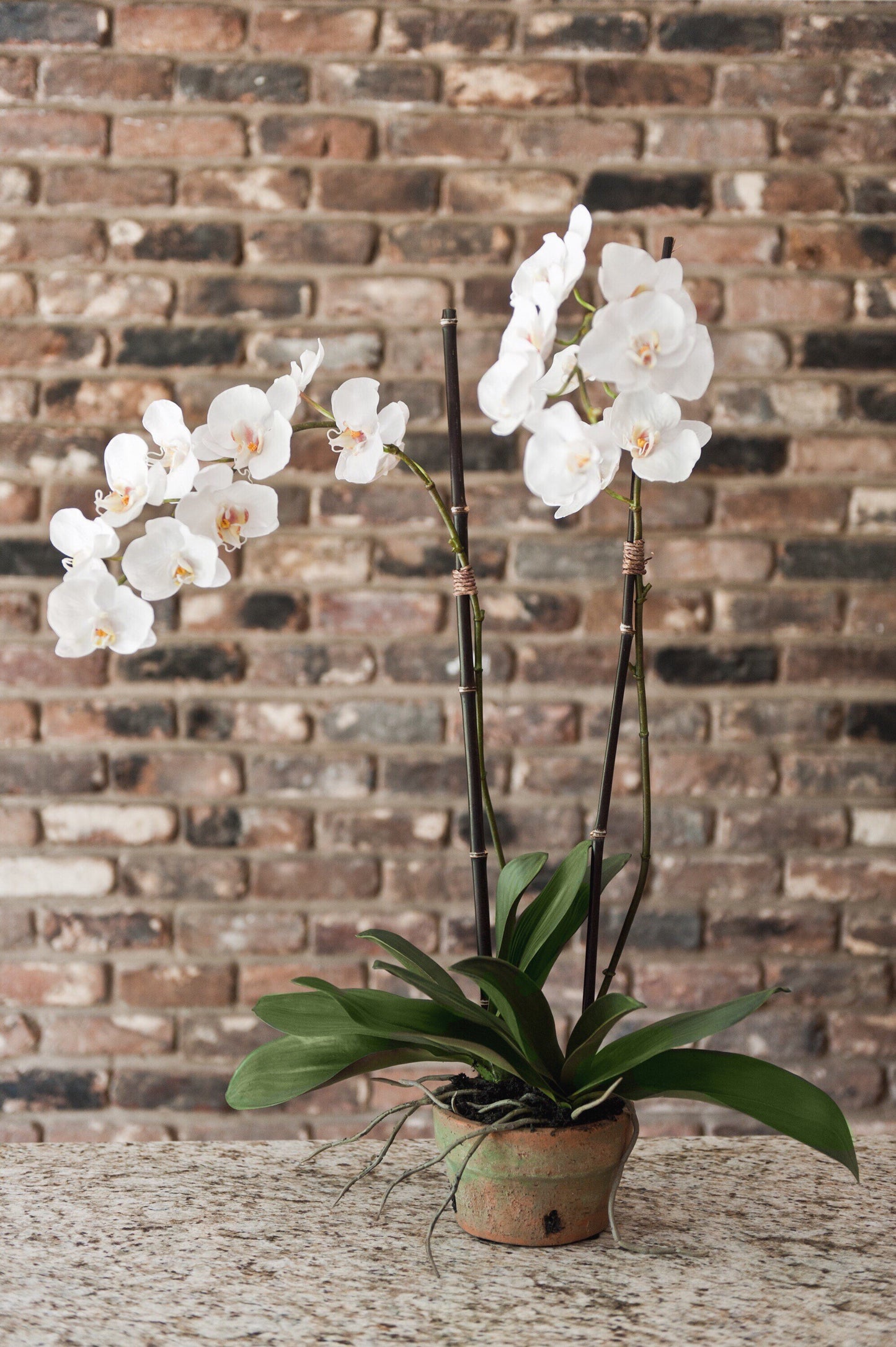 Phalaenopsis Orchid