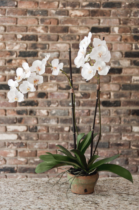 Phalaenopsis Orchid